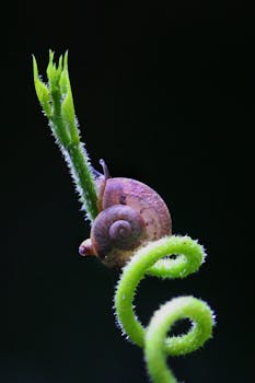 Macro shot of a snail on a spiral plant stem with a black background.