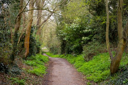 Free A tranquil woodland trail surrounded by lush greenery and trees in the UK countryside. Stock Photo