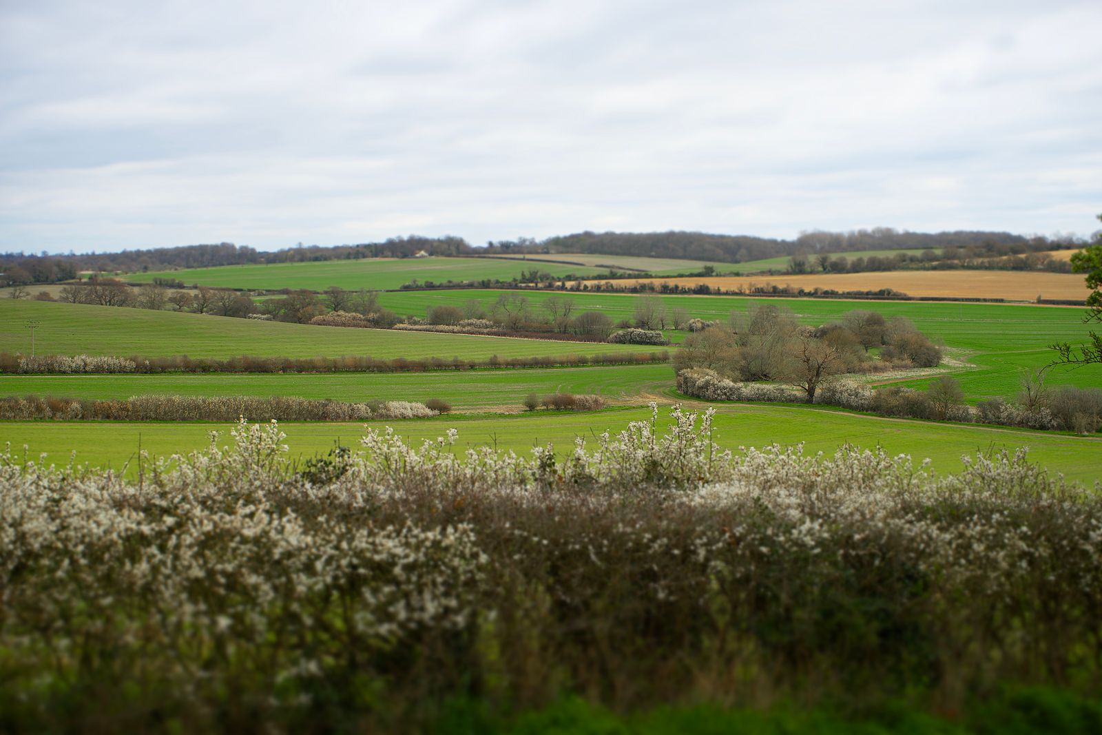 Picturesque rolling fields and blooming hedgerows in the English countryside.