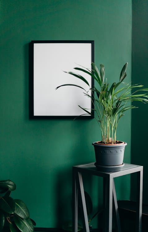 Free Green Plant on White Pot Stock Photo