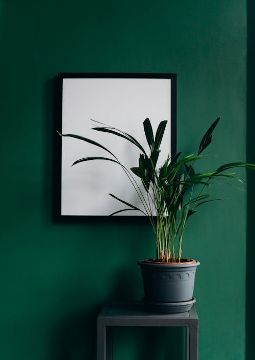 Free Green Plant on Blue Pot Stock Photo