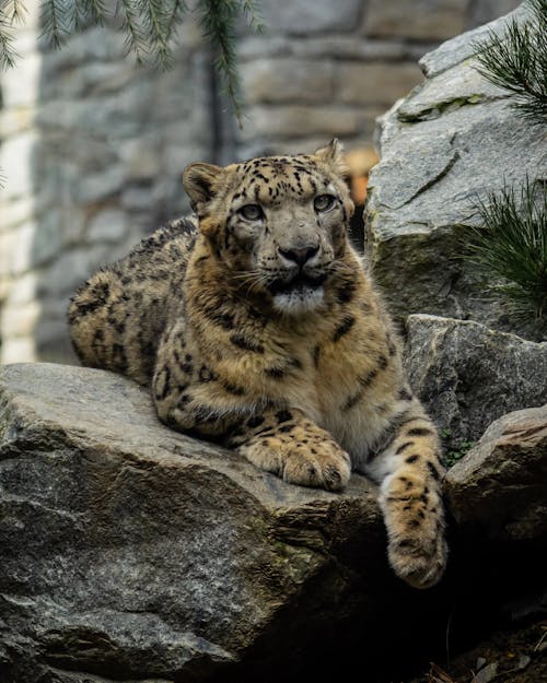 Leopard Lying on Gray Rock