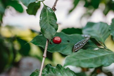 Inseminação em casa para casais femininos