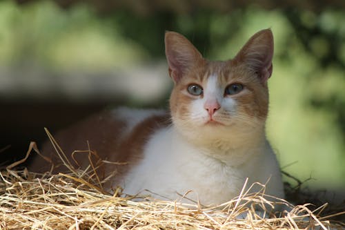 White and Brown Cat on Brown Nest