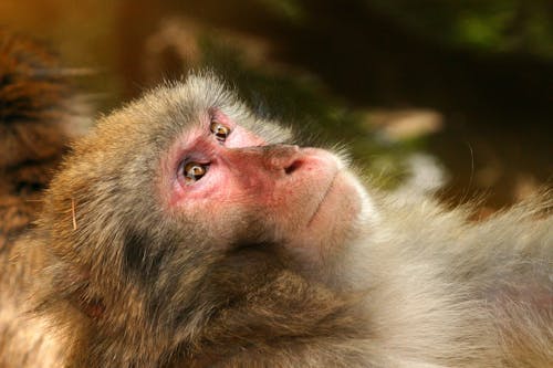 Grey Black White Fur Monkey Lying With Eyes Open