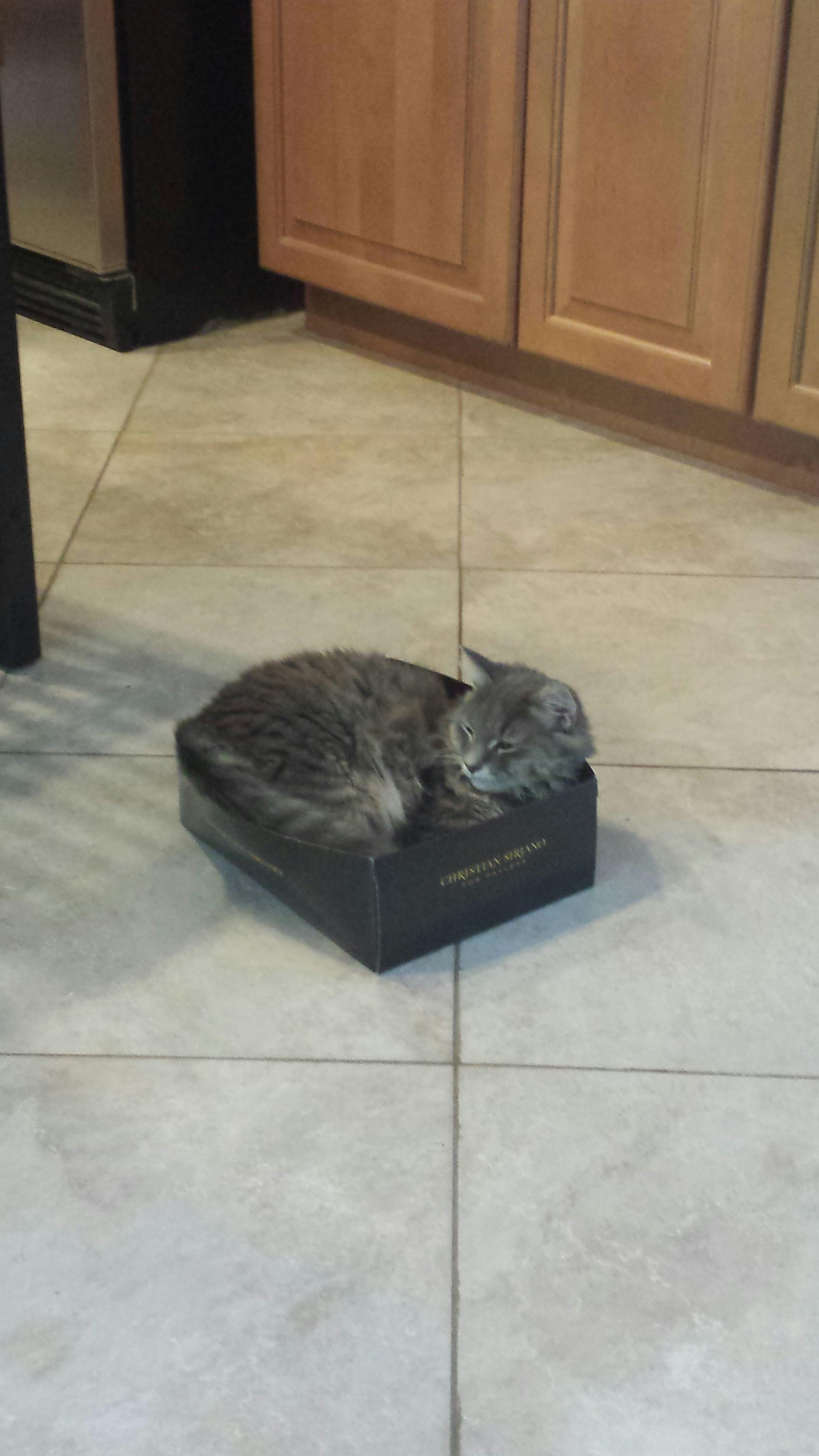 Free stock photo of cat, cat in a box, cat in a shoebox