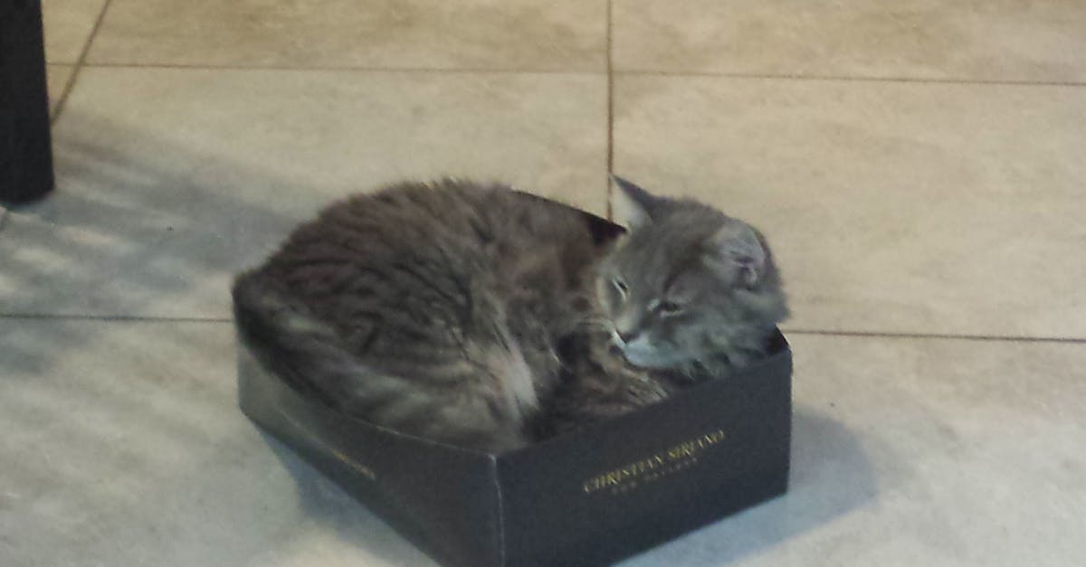 Free stock photo of cat, cat in a box, cat in a shoebox