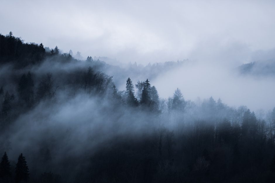 Serene misty forest view with fog enveloping trees in Courtabœuf Cedex, France.