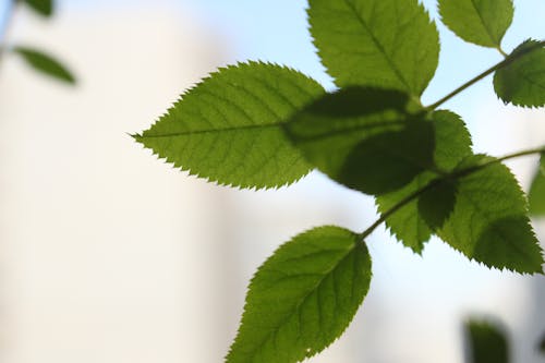 Green Leaves in Close Up Photography