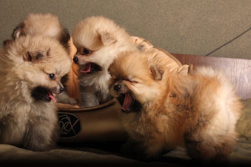 Photo Of Pomeranian Puppies