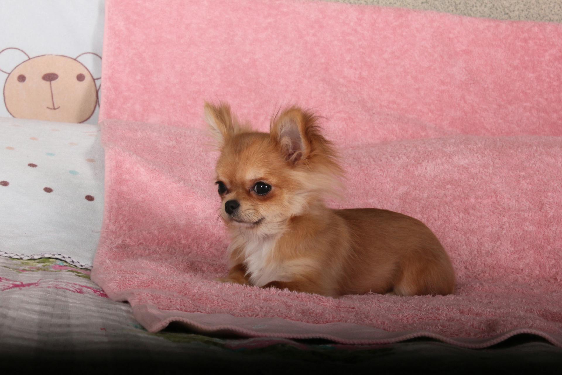 Brown Chihuahua on Pink Textile