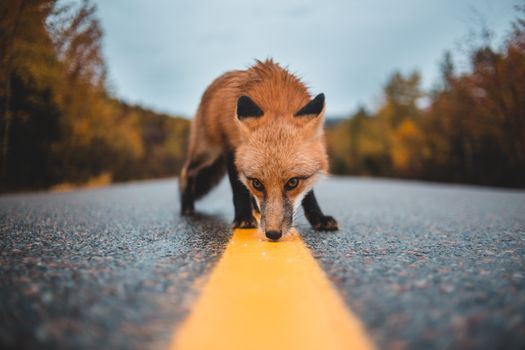 一只红狐狸在落满秋叶的荒芜道路上向镜头走来