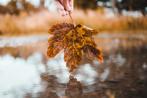 Free Photo Of Person Holding Leaf Stock Photo