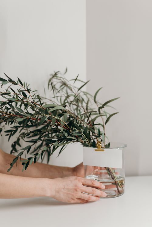 Free A minimalist still life featuring a glass vase with greenery, creating a serene and calm atmosphere. Stock Photo