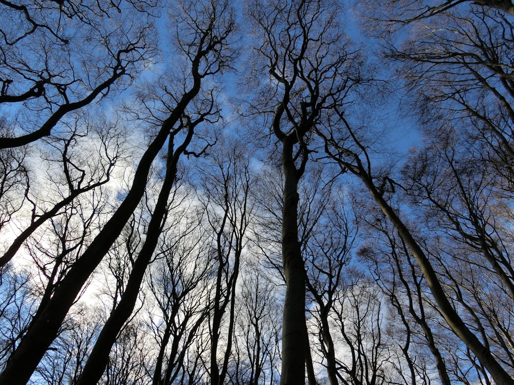 grátis Árvores Sob O Céu Azul Foto profissional