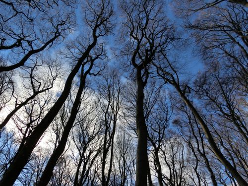 Free Silhouette of bare winter trees reaching into a clear blue sky, set against dramatic clouds. Stock Photo