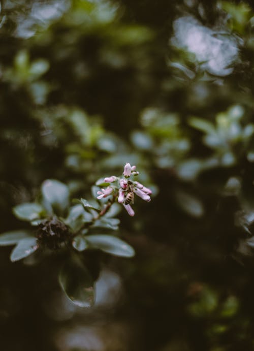 Free White and Purple Flower in Tilt Shift Lens Stock Photo