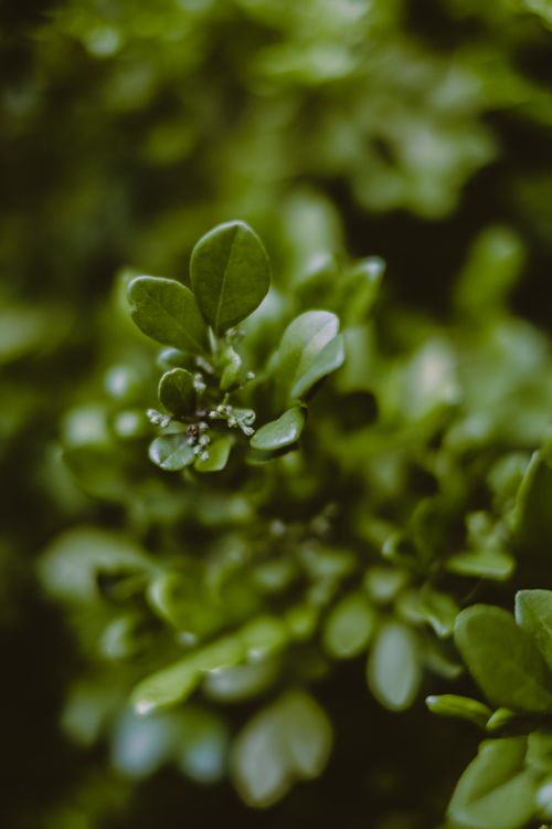 Free A detailed close-up of lush green leaves with selective focus, capturing the freshness of nature. Stock Photo
