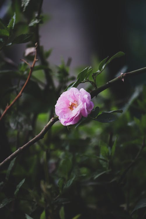 Pink Flower on Brown Tree Branch