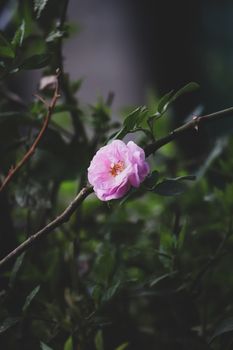 特写镜头迷人地展示了一朵在郁郁葱葱的绿叶中盛开的粉红玫瑰