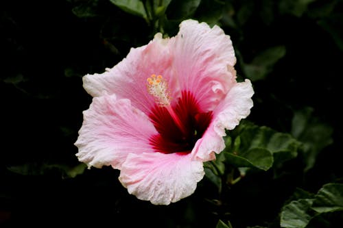 Close-Up Photo of Pink Flower