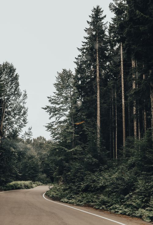 Free A peaceful winding road through a lush evergreen forest, ideal for travel and nature themes. Stock Photo