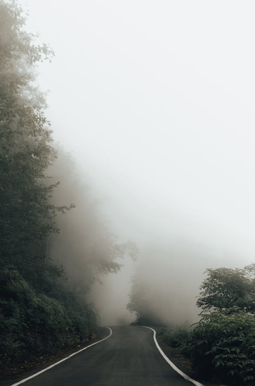 Free Green Trees Covered With Fog Stock Photo
