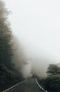 一条宁静的迷雾道路蜿蜒穿过茂密的森林，非常适合旅行和自然主题