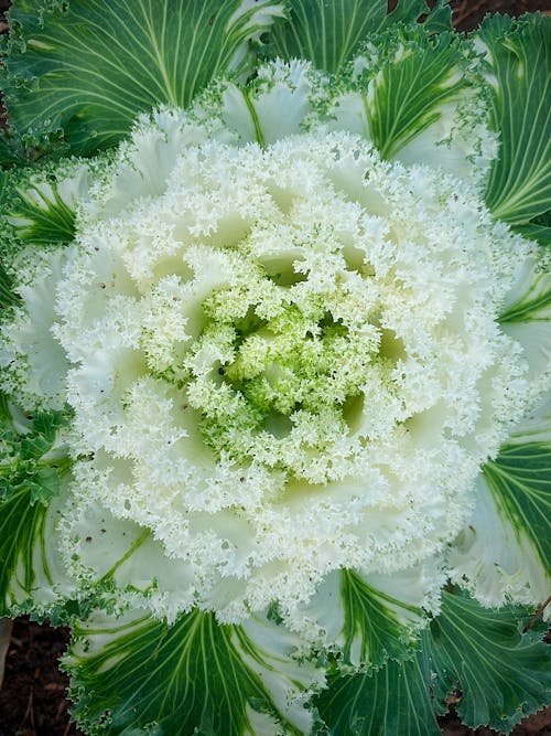 From above texture of decorative ornamental flowering white cabbage with green leaves leaves growing in soil