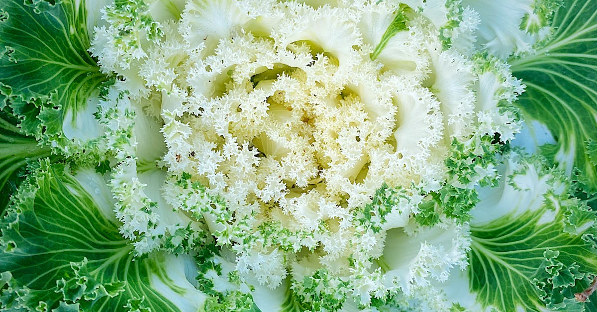 How can I store fresh cabbage from the garden