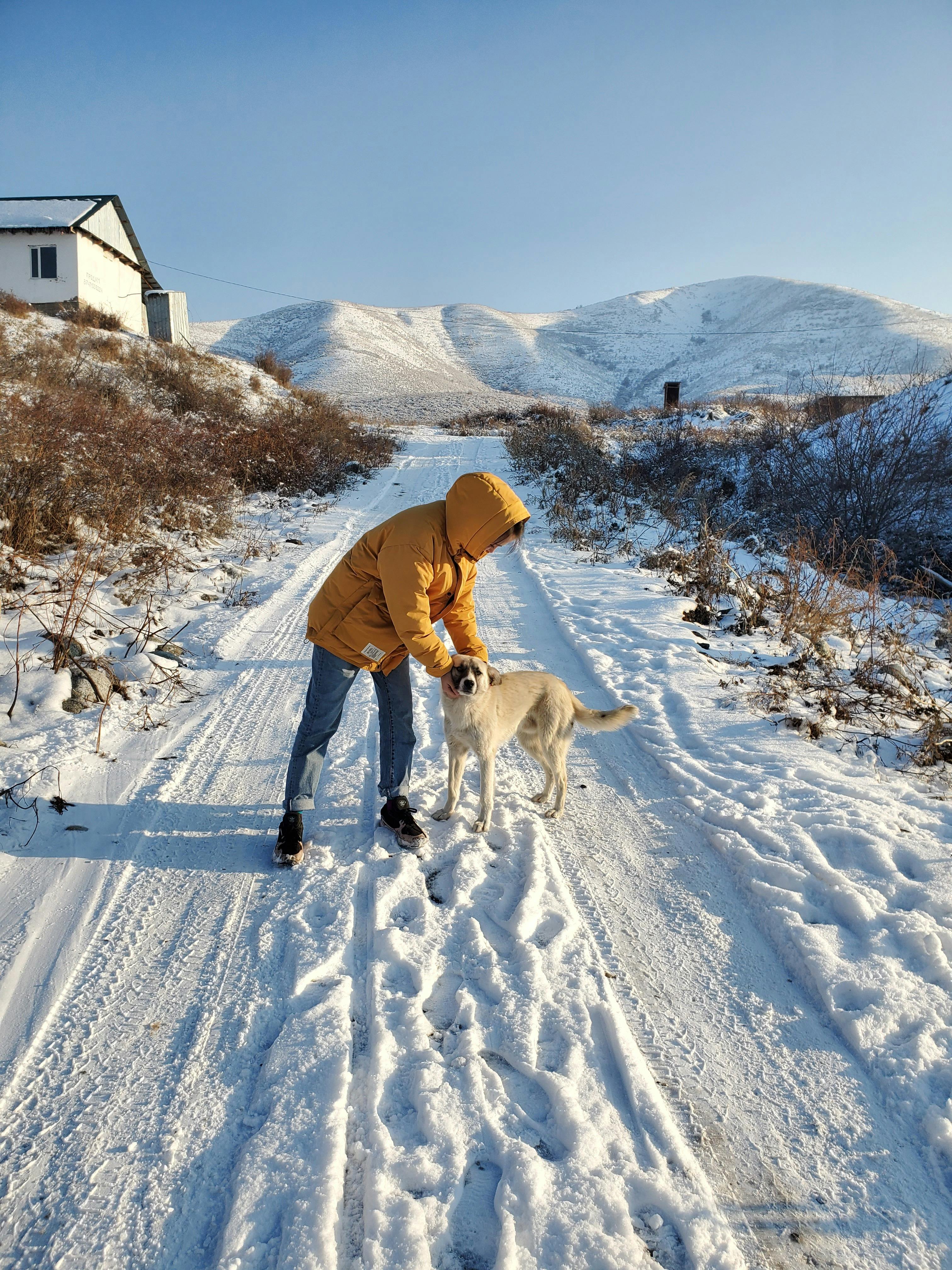 A person bundled in a yellow coat walks a dog on a snowy rural road with mountains in the background.