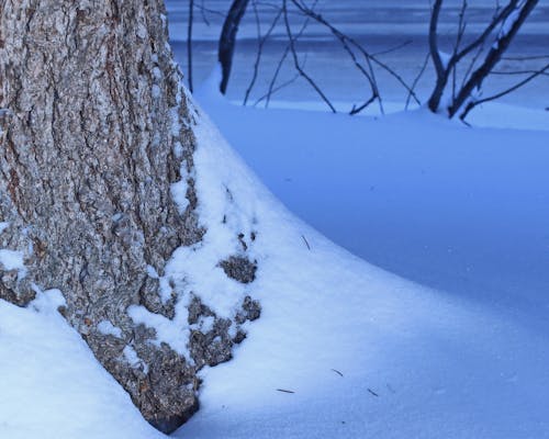 Darmowe zdjęcie z galerii z drzewo, śnieg