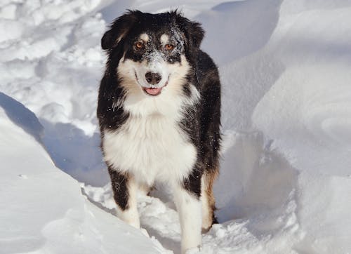 Free stock photo of aussie, australian shepherd, black dog