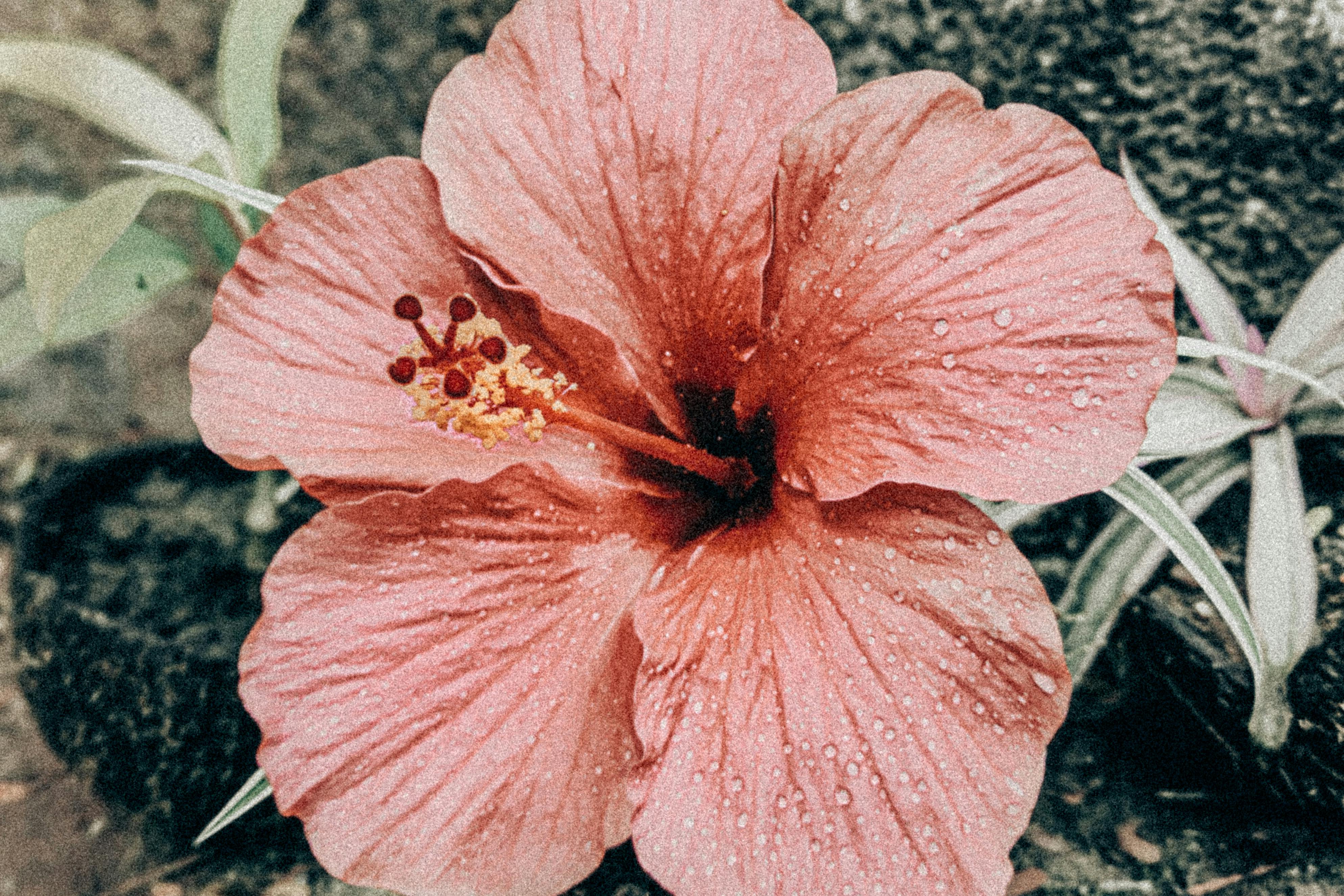 Hibiscus Up Close