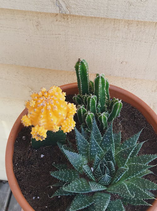 Free stock photo of background, cacti, cactus