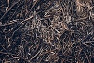 棕色树枝的纹理细节，非常适合作为背景或自然主题