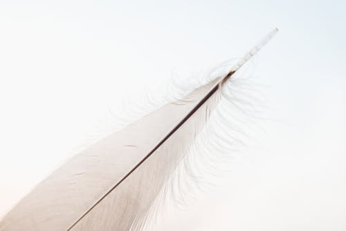 Close Up of White Feather