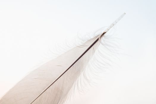 A close-up of a delicate feather against a simple, minimalist background.