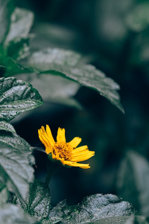 Бесплатное стоковое фото с глубина резкости, желтый цветок, лист