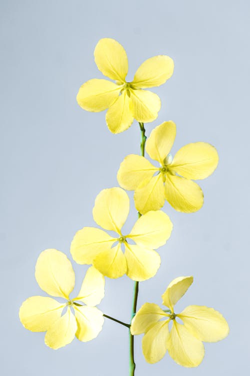 무료 꽃, 꽃잎, 노란 꽃의 무료 스톡 사진