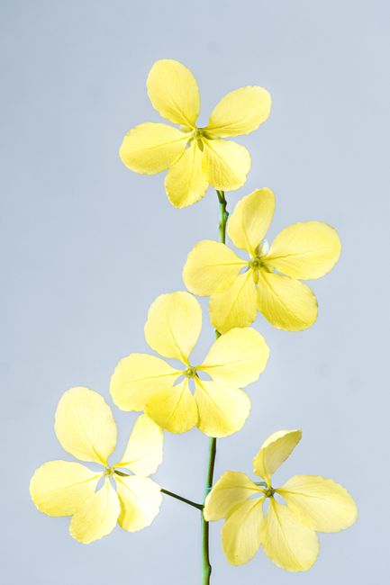 Delicate yellow flowers captured in minimalist style against a clean background.