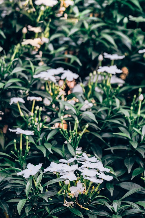 Бесплатное стоковое фото с белые цветы, лист, на открытом воздухе