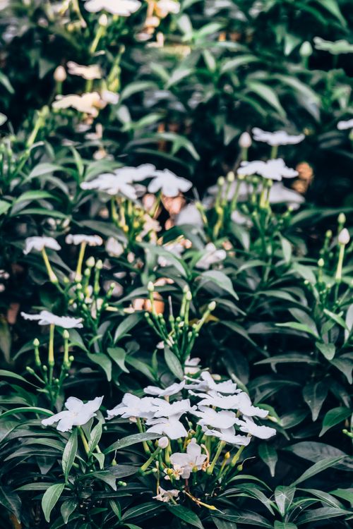 Free A serene garden scene featuring lush green foliage and delicate white flowers in full bloom. Stock Photo