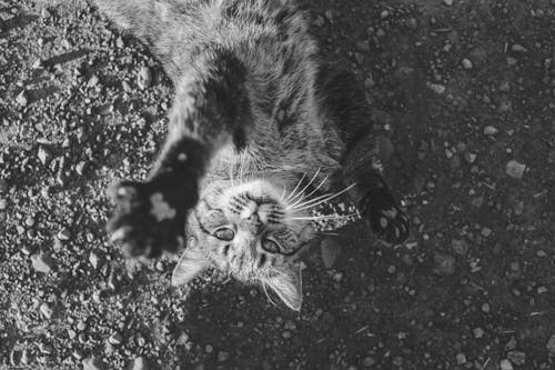 Free Grayscale Photo of Cat Lying on Ground Stock Photo
