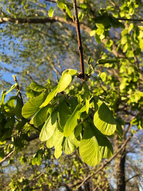 Základová fotografie zdarma na téma jaro, javor, listy