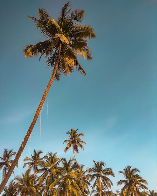 Foto d'estoc gratuïta de amunt, arbres alts, cel blau