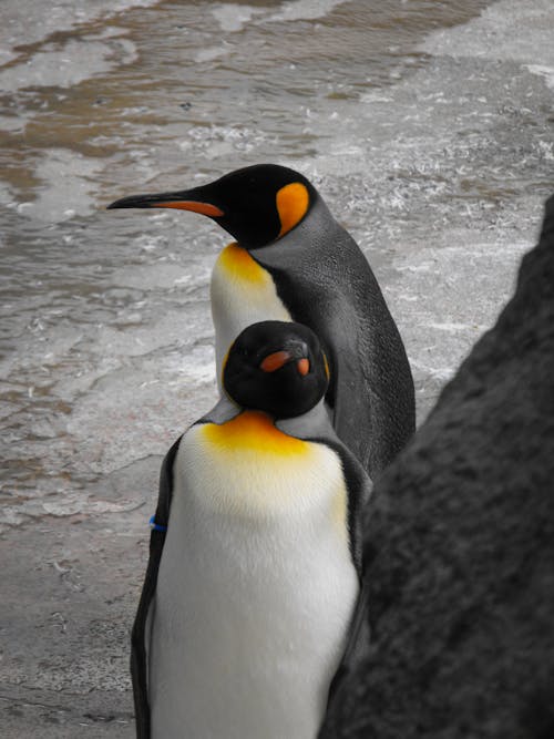 Penguins on Shore