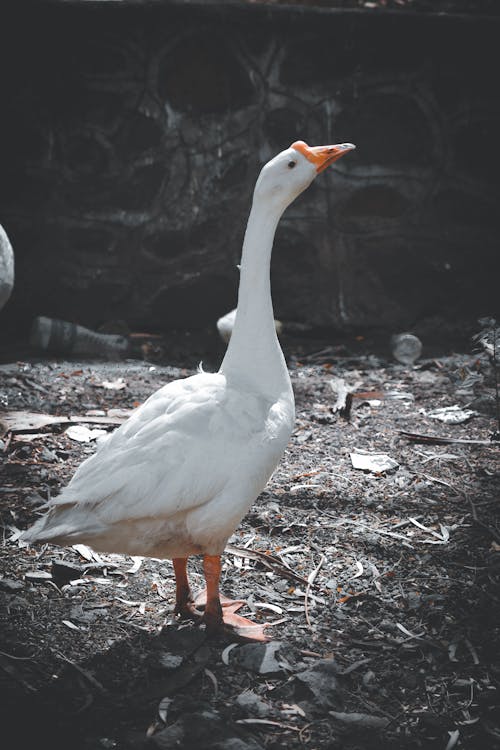 Foto profissional grátis de cara de pato, pato