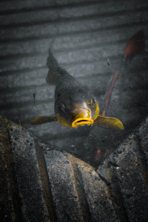 Foto profissional grátis de peixe, peixe amarelo