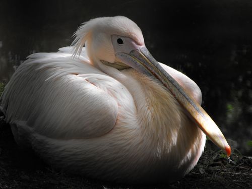 Free stock photo of animals, aquatic bird, birds Stock Photo